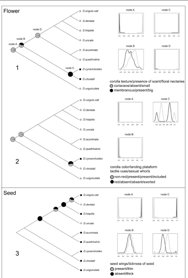Fig. 10. Cartoon of the phylogeny of Dolichandra s.l. showing Bayesian ancestral state reconstructions of floral  and seed characters