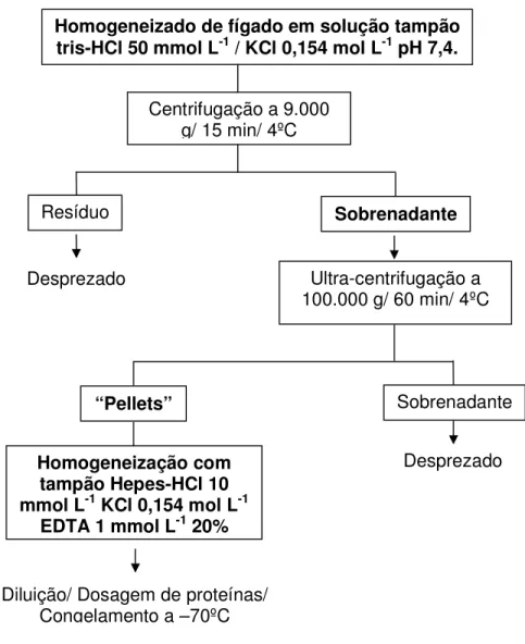 Figura  6  –  Procedimento  de  isolamento  da  fração  microssomal  a  partir do homogeneizado de fígado 