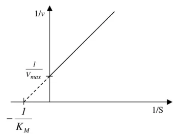 Figura 7 – Representação de um gráfico de Lineweaver-Burk. 