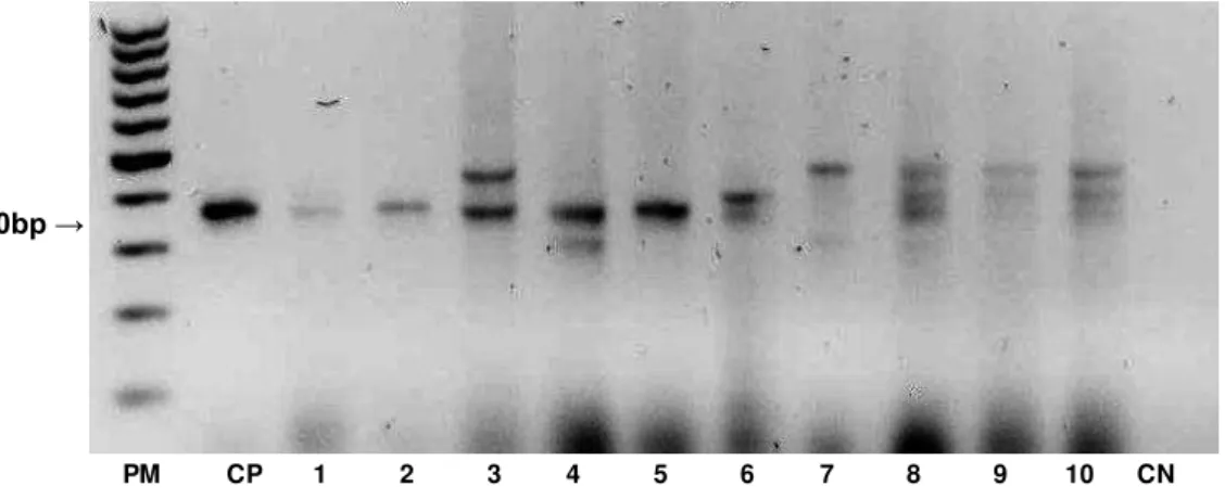 Figura 10- Amplificação de DNA, utilizando o primer gênero (340bp), a partir de amostras de  fezes de animais experimentalmente infectados (2, 5, 8, 13, 21, 28, 35, 45 e 60  dias  pós-infecção,  1-9  respectivamente),  de  amostras  de  fezes  de  ratos  n