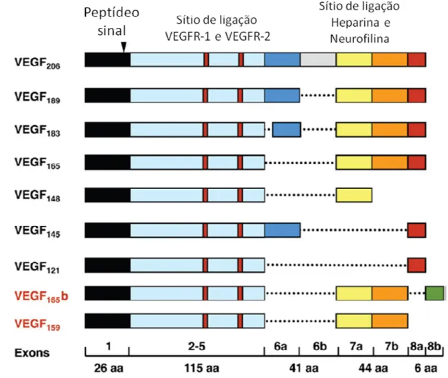 Figura 1. Esquema de representação das principais diferenças entre as isoformas do VEGFA  (adaptado de Grunewald et al., 2010)