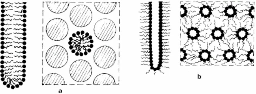 Figura  2:  Estrutura  líquido  cristalina  em  fase  hexagonal  (a)  e  fase  hexagonal  inversa  (b)