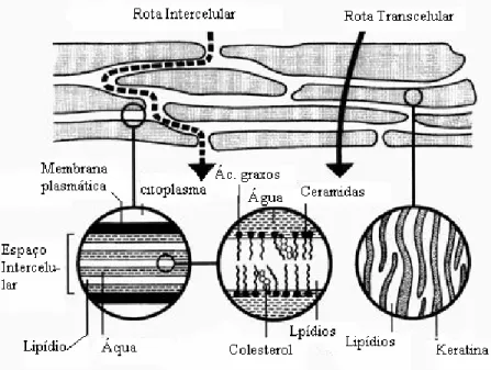 Figura  4:  Mecanismos  de  penetração  na  pele.  Reproduzido  de  &lt;http://www.ijpr- &lt;http://www.ijpr-online.com/Docs/20041/IJPR226.htm&gt; 