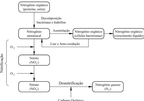 Figura 3.1: Ciclo do nitrogênio em processos de tratamento biológico  (Fonte: Metcalf &amp; Eddy, 2002) 