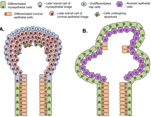 Figure  1:  Schematic  representation  of  the  structure  of  mammary  gland  at  different  stages  of  differentiation