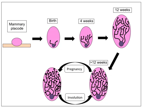 Figure 2: Schematic representation of the mammary gland development. 