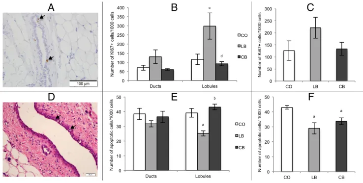 Figure  5:  Cell  proliferation  and  apoptosis  quantification  in  mammary  gland  and  tumors