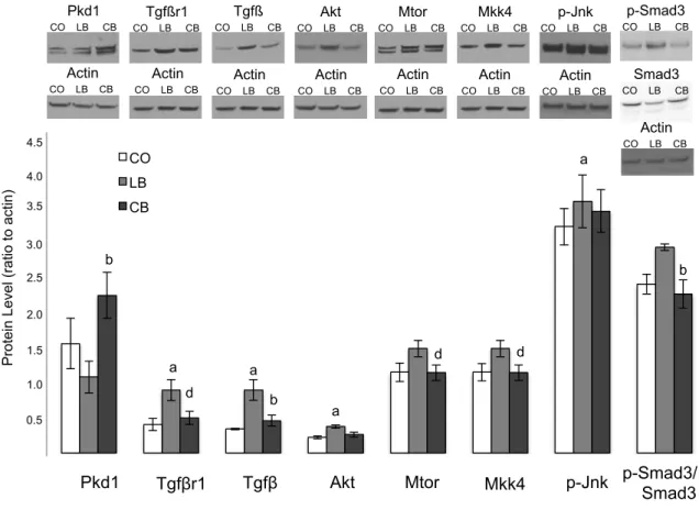 Figure 7: Protein alterations associated with miRNA expression. Western blot analysis of Pkd1, Tgfßr1,  Tgfß, Akt, Mtor, Mkk4, p-Jnk and p-Smad3/Smad3 ratio protein expression in mammary gland of 50 days  old female offspring from control diet (CO), lard (