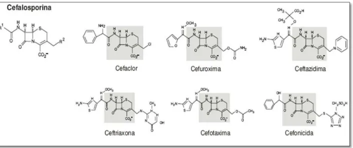 Figura 2: Estrutura química das cefalosporinas  