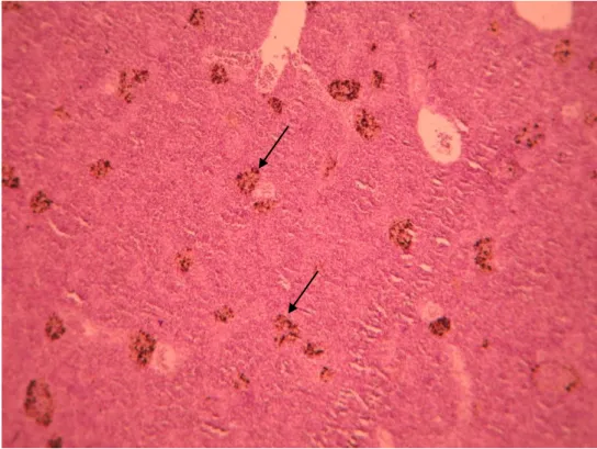 Figura 3.5 – Melanomacrófagos (seta) no baço de Diplodus sargus (grupo controlo) 100x