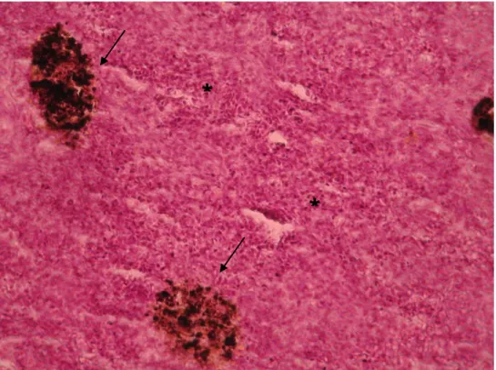 Figura  3.8  –  Melanomacrófagos  (seta)  e  tecido  hematopoiético  (*)  no  baço  de  Diplodus  sargus,  grupo  infectado (400x).