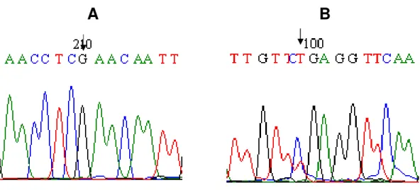 Figura 10. Eletroferograma representativo da análise de seqüência do alelo NAT2*6. 