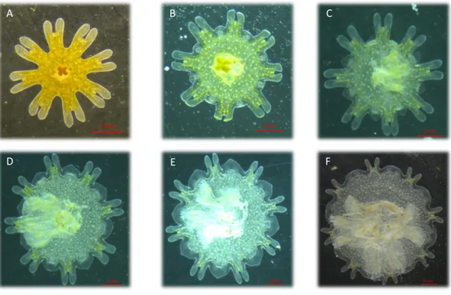 Figura 4.5 - Sequência de fotos representantes do desenvolvimento de éfiras de P. punctata, desde  a fase de éfira após ser libertada (A) até a fase inicial de medusa juvenil (F)