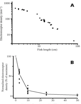 Figura 3 –  Mapa do campo elétrico produzido na água nas proximidades de um  Gymnotus carapo (visto lateralmente: esquerda - anterior, direita - caudal) em um instante  no meio um disparo