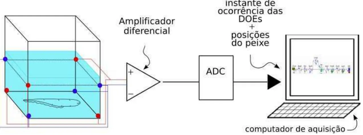 Figura 7 – Aparato experimental inicial: 4 dipolos interligados detectam os pulsos  elétricos do peixe