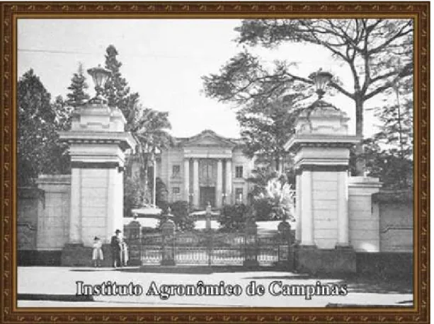 Figura 3 – Prédio central do Instituto Agronômico de Campinas (foto antiga).