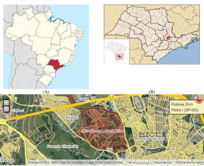 Figura  1  -  Referência  geográfica  da  Fazenda  Santa  Elisa,  localizada  em  Campinas  (SP)