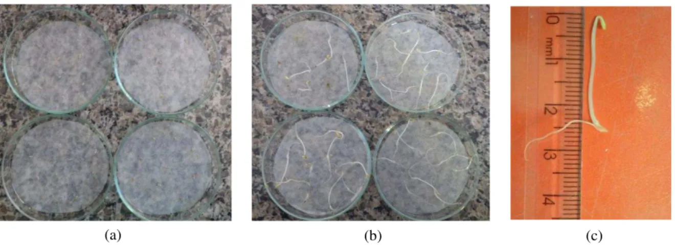 Figura 10 – Detalhes do teste de fitotoxicidade com sementes de Lactuca sativa:  (a) início do teste;  (b) após      período de incubação;  e (c) medição do hipocótilo