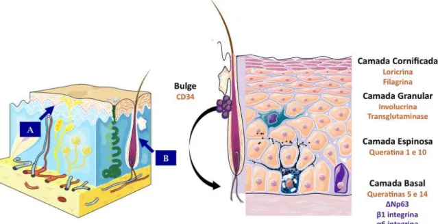 Figura  2:  Células-tronco  presentes  na  Epiderme  –  (A)  Nicho  das  células-tronco  epidermais  interfoliculares,  a  membrana  basal  da  epiderme;  (B)  Nicho  das   células-tronco  epidermais  do  folículo  piloso,  a  região  denominada  de  bulge