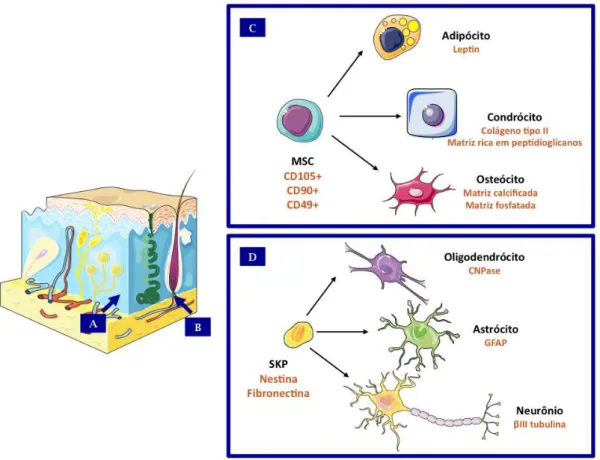 Figura  3:  Células-tronco  presentes  na  Derme  –  (A)  Nicho  das  Células-tronco  mesenquimais dermais, estas células quando isoladas são capazes de se diferenciar  in vitro nos clássicos tipos celulares associados a células estromais do mesênquima  (C