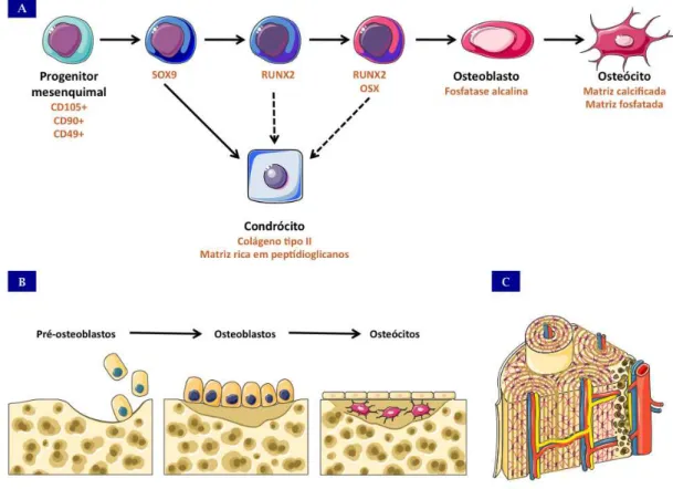 Figura  4:  Etapas  da  diferenciação  óssea  in  vitro  e  in  vivo  –  (A)  Principais  marcadores  moleculares  das  diferentes  etapas  da  diferenciação  osteogênica;  (B)  Esquema  demonstrando  que  as  mesmas  etapas  são  recapituladas  in  vivo  