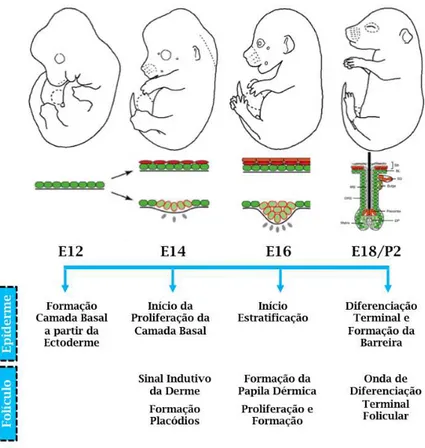 Figura  5:  Principais  eventos  da  embriogênese  da  Epiderme  e  do  Folículo  Piloso