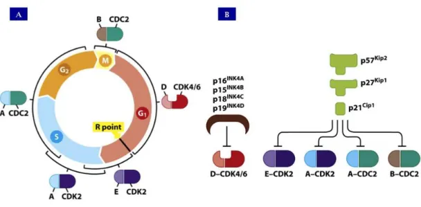 Figura  7:  Eventos  relacionados  ao  controle  do  ciclo  celular.  (A)  Principais  ciclinas  (A,B,D  e  E)  e  quinases  dependentes  de  ciclinas  (CDK2,4  e  6)  e  seu  papel  regulatório  nas diversas etapas de checagem; (B)  Proteínas inibidoras d