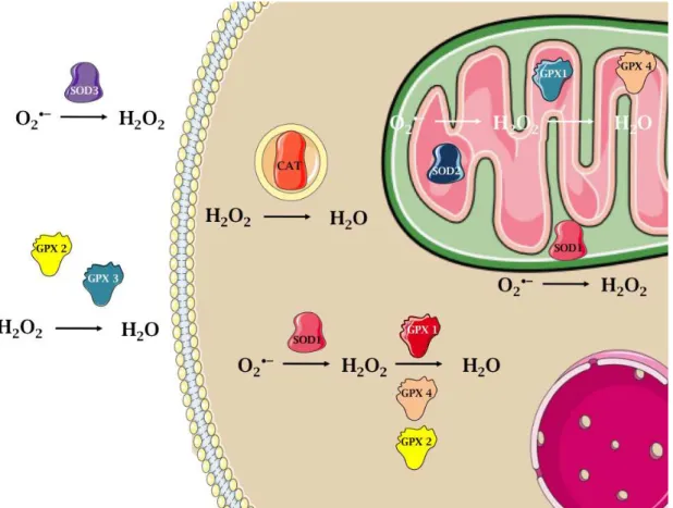Figura  9:  Compartimentalização  das  principais  enzimas  do  sistema  antioxidante  em células de mamíferos