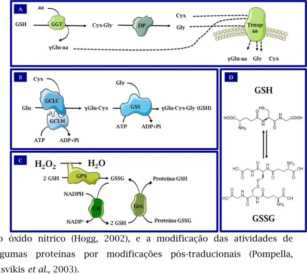 Figura  10:  Principais  etapas  da  Homeostase  da  Glutationa  nas  células  de  mamíferos  –  (A)  Via  de  salvação/degradação  extracelular  de  glutationa;  (B)  Via  de  Biossíntese;  (C)  Principais  enzimas  antioxidantes  que  a  usam  como  subs