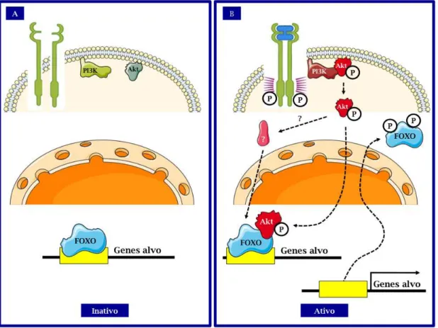 Figura  11:  Esquema  simplificado  do  eixo  de  sinalização  PI3k/Akt/FOXO  –  (A)  Quando  se  encontra  ligado  ao  promotor  de  genes  alvo,  o  fator  de  transcrição  tem  papel  predominantemente  inibitório  da  atividade  transcricional;  (B)  U