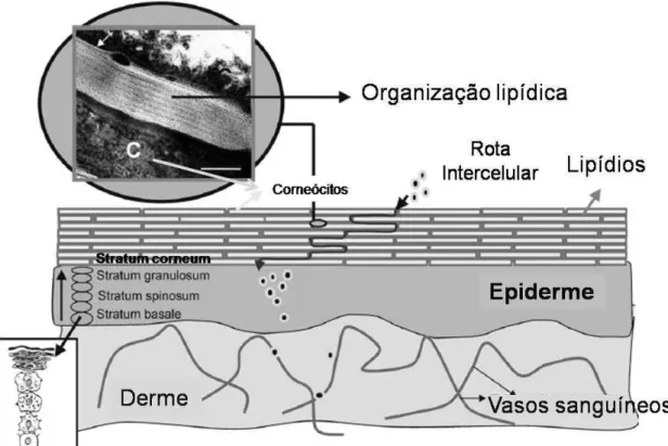 Figura  1.  Representação  esquemática  de  um  corte  transversal  de  pele.  Barra  =  100nm