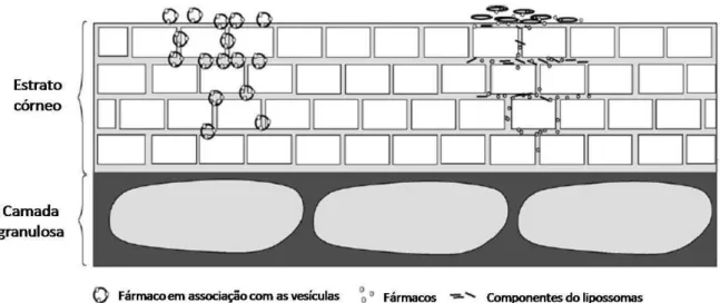 Figura 3. Mecanismos propostos para atuação dos lipossomas. Como carreadores  (situação  da  esquerda)  ou  como  promotores  de  absorção  (situação  da  direita)