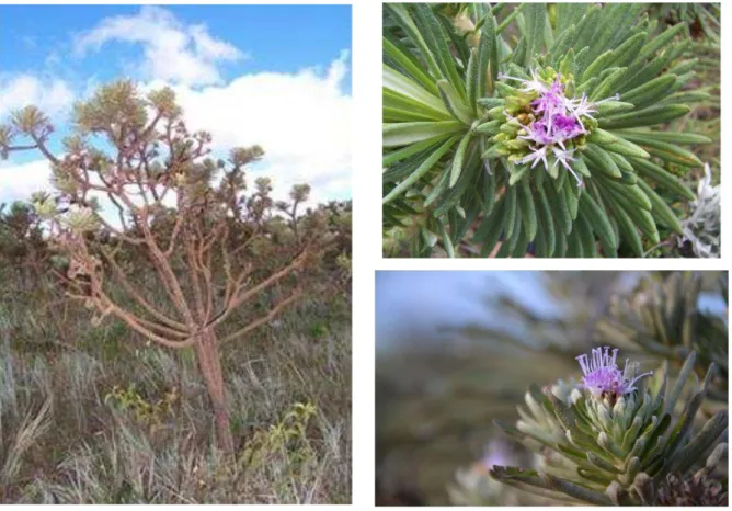 Figura 5. A espécie  Lychnophora salicifolia em seu habitat natural. (fotos: Norberto  Peporine Lopes e Leonardo Gobbo-Neto) 