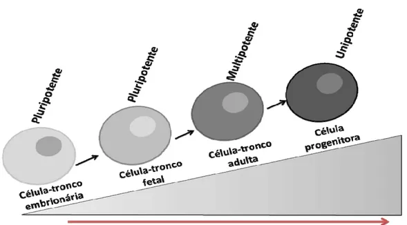 Figura  1  –  Ilustração  do  comprometimento  das  células-tronco  conforme  estágio de diferenciação