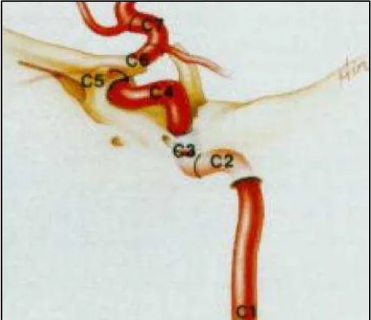 Figura 3 -  Ilustração dos segmentos da artéria carótida interna (C1 - cervical;  C2 - petroso; 