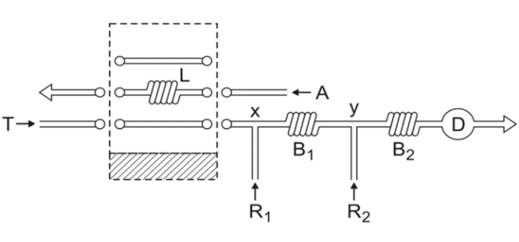 Figura 1. Diagrama de fluxos do sistema FIA inicial. A = amostra (50 μl); L = alça de amostragem  (10 cm); T = fluxo transportador (0,01 mol l -1  HCl a 0,60 ml min -1 ); R 1  = reagente redutor (4,5 x 10 -2 mol l -1  KI a 0,32 ml min -1 ); R 2  = reagente