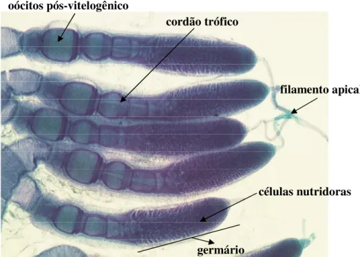 Figura 1 -  Ovaríolos de Nezara viridula em estágio pós-vitelogênico 
