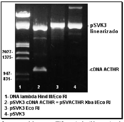 Figura 14. Eletroforese em gel de agarose 1%/brometo de etídeo mostrando o plasmídeo de  expressão pSVK3 contendo o inserto de cDNA, após digestão com algumas enzimas de 