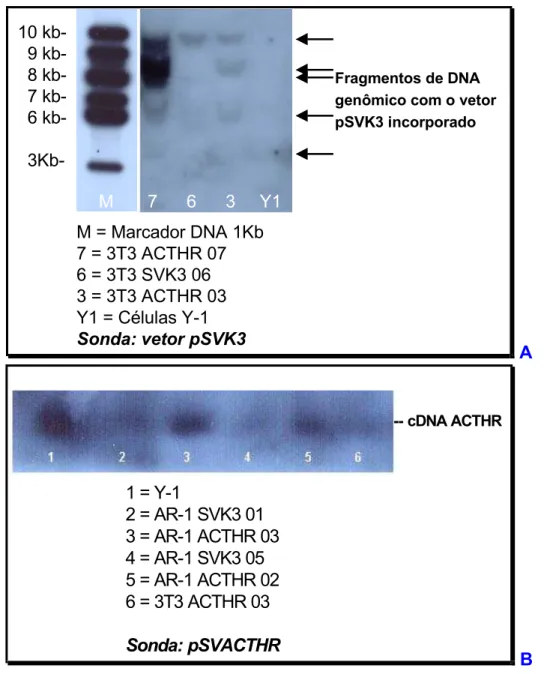 Figura 16 . Experimentos de Southern blot para células Y-1 e clones transfectantes de AR-1 e  3T3 verificando a eficiência da co-transfecção pela incorporação dos vetores no DNA 