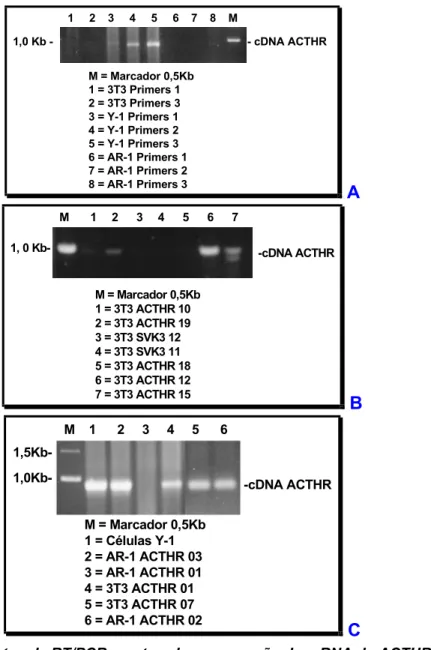 Figura 17. Experimentos de RT/PCR mostrando a expressão do mRNA do ACTHR em células  3T3, AR-1 e Y-1 (A) e clones transfectanes AR-1 e 3T3 (B e C)