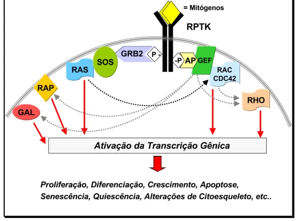 Figura 1. Esquema ilustrativo do mecanismo de transdução de sinal disparado por agentes  mitogênicos que se ligam a receptores de proteína tirosina quinases de membrana e ativam a 