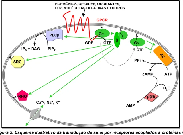 Figura 5. Esquema ilustrativo da transdução de sinal por receptores acoplados a proteínas G  quando ativados por diferentes agonistas