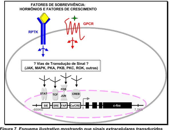 Figura 7. Esquema ilustrativo mostrando que sinais extracelulares transduzidos  intracelularmente por GPCRs ou RPTKs podem ativar diferentes e desconhecidas vias de  transdução de sinais, culminando na ativação de fatores de transcrição que se ligam em e 