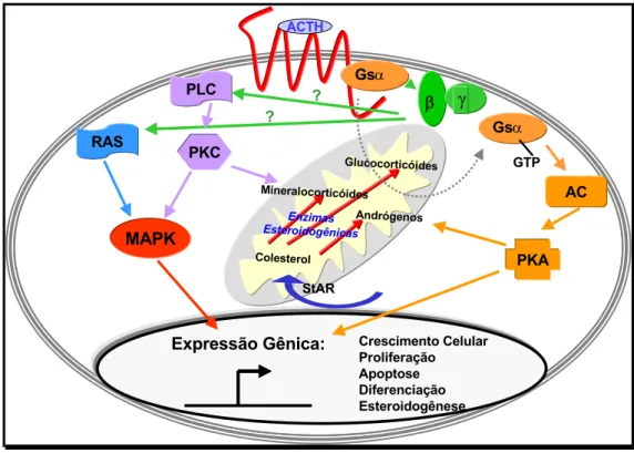 Figura 9. Esquema ilustrativo dos efeitos esteroidogênicos (trópicos) e proliferativos (tróficos)  desencadeados pelo hormônio ACTH em células corticoadrenais através do ACTHR