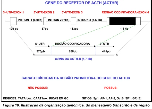 Figura 10. Ilustração da organização genômica, do mensageiro transcrito e da região  promotora do gene do receptor de ACTH de camundongo 