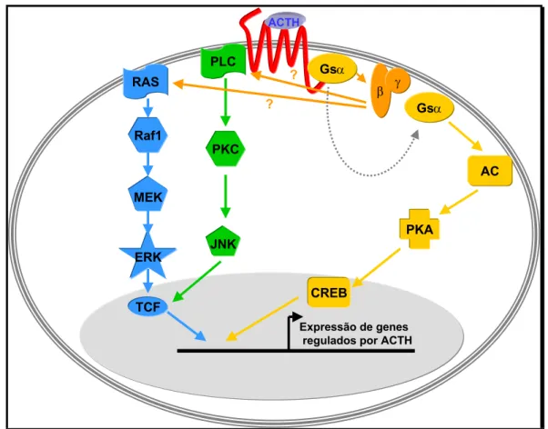 Figura 11. Esquema ilustrativo das vias de transdução de sinal acionadas pelo receptor de  ACTH envolvidas nos efeitos do hormônio ACTH: PKA é a única via atualmente  comprovadamente envolvida enquanto que PKC e MAPK são vias sob investigação e muito 