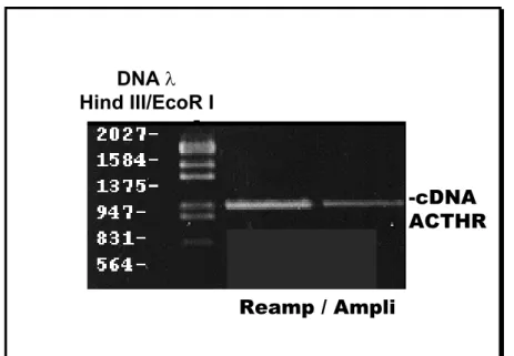 Figura 12. Eletroforese em gel de agarose 1%/brometo de etídeo mostrando o cDNA do  receptor de ACTH amplificado e reamplificado por PCR, com tamanho de ~1000pb