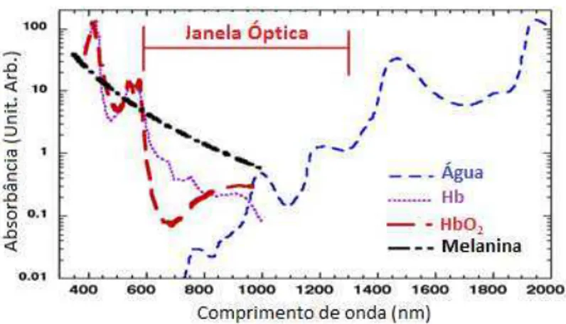 Figura 1.2 – Espectros de absorção da água, hemoglobina, oxi-hemoglobina e melanina, com indica- indica-ção da &#34;Janela óptica&#34;entre 600 e 1300 nm.