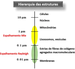 Figura 1.4 – Relação das estruturas com seus respectivos tamanhos e regime de espalhamento para luz no comprimento visível.