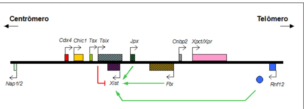 Figura  3:  Esquema  representativo  do  centro  de  inativação  do  cromossomo  X  (Xic)  murino